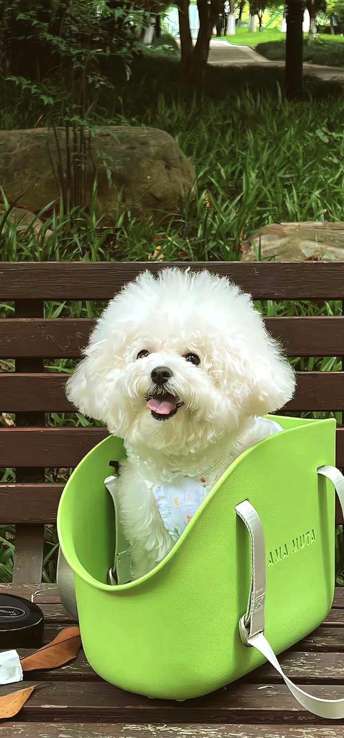 手机桌面电子宠物 v2.1.1绿色版,百度网盘下载! 手机桌面电子宠物 v2.1.1绿色版,百度网盘下载! - 腿腿教学网